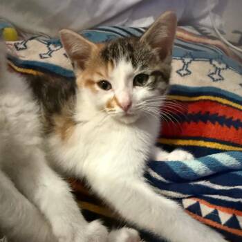 Princess Helmet 56191 -  Domestic Short Hair Cat for Adoption in Eaton Rapids, Michigan - Princess Helmet 56191 | PetCurious