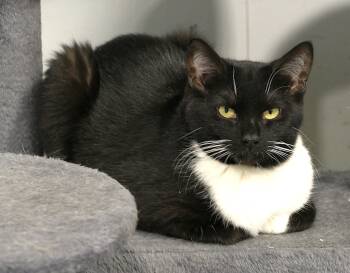 Domestic Short Hair Cats Available for Adoption - MISSY | PetCurious