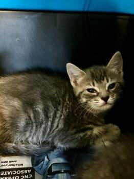 Domestic Short Hair Cats Available for Adoption in Spruce Pine, North Carolina - Lickety Split | PetCurious