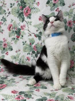 260668  Monkey Pants -  Domestic Medium Hair Cat for Adoption in Wetumpka, Alabama - 260668  Monkey Pants | PetCurious