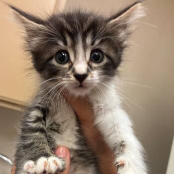 Domestic Short Hair Cats Available for Adoption in Goleta, California - Bianca | PetCurious