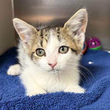Effie -  Domestic Short Hair Cat for Adoption in Newark, New Jersey - Effie | PetCurious