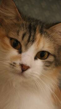 Rescue Calico Cats for Adoption in Brampton, Ontario - Snow M | PetCurious