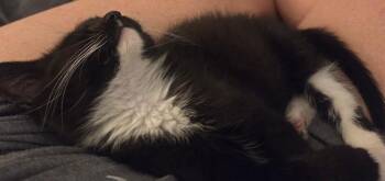 Mittens -  Domestic Short Hair Cat for Adoption in Fort Collins, Colorado - Mittens | PetCurious