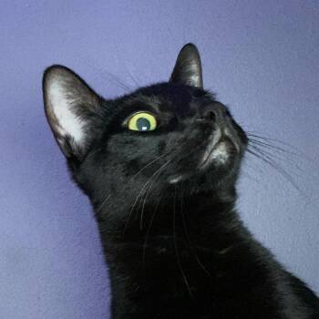Domestic Short Hair Cats Available for Adoption in Midland, Texas - Sal | PetCurious