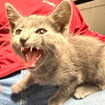Domestic Medium Hair Cats Available for Adoption in Lake Jackson, Texas - Prince | PetCurious