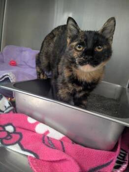Morticia -  Domestic Short Hair Cat for Adoption in Lock Haven, Pennsylvania - Morticia | PetCurious