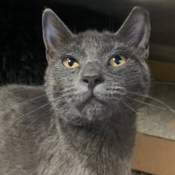 Rescue Domestic Short Hair Cats for Adoption in Titusville, Florida - Gloria | PetCurious