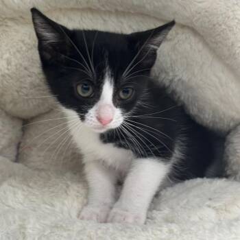 Kaito -  Domestic Short Hair Cat for Adoption in Sunrise, Florida - Kaito | PetCurious