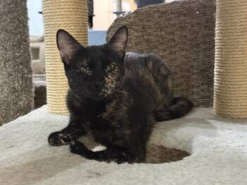 Nutmeg Spicewood -  Tortoiseshell and Domestic Short Hair Cat for Adoption in Chandler, Arizona - Nutmeg Spicewood | PetCurious