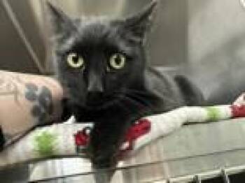 Domestic Short Hair Cats Available for Adoption - Shadow | PetCurious