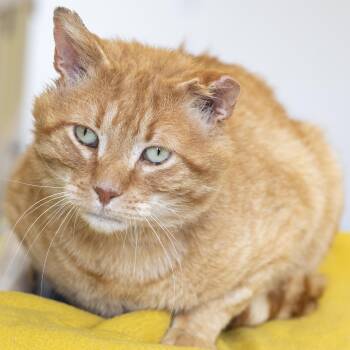 Domestic Short Hair Cats Available for Adoption in Pontiac, Michigan - Rusty | PetCurious
