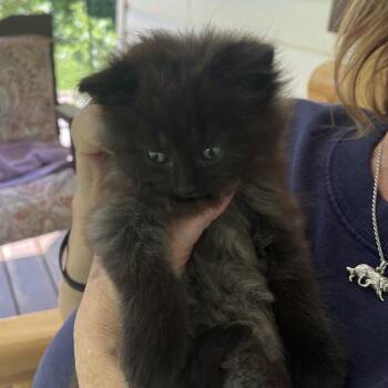 Summit Point Sprinkles -  Domestic Medium Hair Cat for Adoption in Potomac, Maryland - Summit Point Sprinkles | PetCurious
