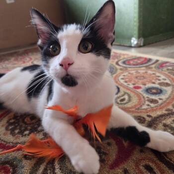 Rescue Domestic Short Hair Cats for Adoption in Silverton, Oregon - Tumbleweed (with Briar Rose) | PetCurious