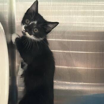 MARATHON -  Domestic Medium Hair Cat for Adoption in Greensboro, North Carolina - MARATHON | PetCurious