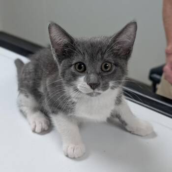 Robbie -  Domestic Short Hair Cat for Adoption in Canton, Illinois - Robbie | PetCurious