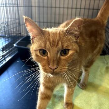 Meow -  Domestic Short Hair Cat for Adoption in Midland, Texas - Meow | PetCurious