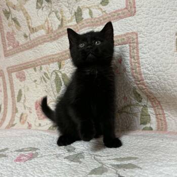 Fish -  Domestic Short Hair Cat for Adoption in Waterloo, Iowa - Fish | PetCurious