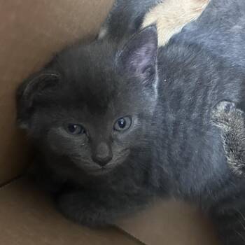 Jester -  Domestic Short Hair Cat for Adoption in Philadelphia, Pennsylvania - Jester | PetCurious