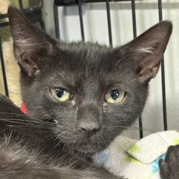 Domestic Short Hair Cats Available for Adoption - Janet | PetCurious