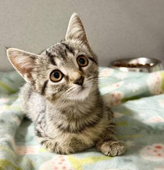 Tinker Bell -  Domestic Short Hair Cat for Adoption in Sacramento, California - Tinker Bell | PetCurious