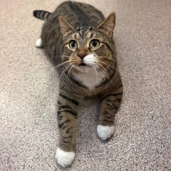 Stewie -  Domestic Short Hair Cat for Adoption in Sarasota, Florida - Stewie | PetCurious
