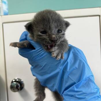 Domestic Short Hair Cats Available for Adoption - Ron | PetCurious