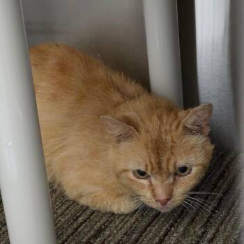 Ravioli -  Domestic Short Hair Cat for Adoption in Sand Springs, Oklahoma - Ravioli | PetCurious