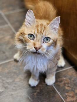 Rescue Domestic Short Hair Cats for Adoption in Riverbank, New Brunswick - Bob Scratchit (Diabetic) | PetCurious