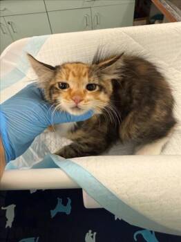 *MAPLE -  Domestic Short Hair Cat for Adoption in Woodland, California - *MAPLE | PetCurious