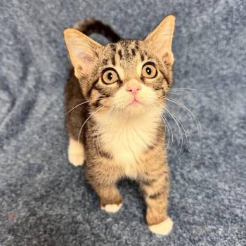 Nugget -  Domestic Short Hair Cat for Adoption in Waterloo, Iowa - Nugget | PetCurious