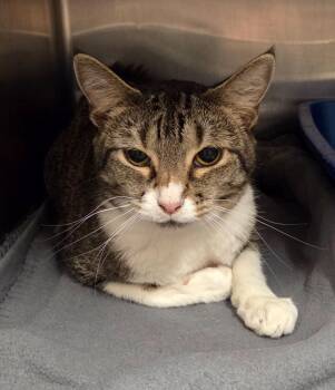 Ollie -  Domestic Short Hair Cat for Adoption in Ocala, Florida - Ollie | PetCurious