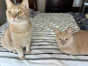 Snowball and Tiger -  Domestic Short Hair Cat for Adoption in Canonsburg, Pennsylvania - Snowball And Tiger | PetCurious