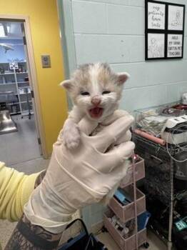 Domestic Short Hair Cats Available for Adoption in Columbus, Indiana - Sugar | PetCurious