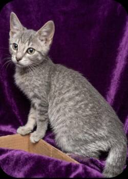 Dillon -  Domestic Short Hair Cat for Adoption in East Brunswick, New Jersey - Dillon | PetCurious