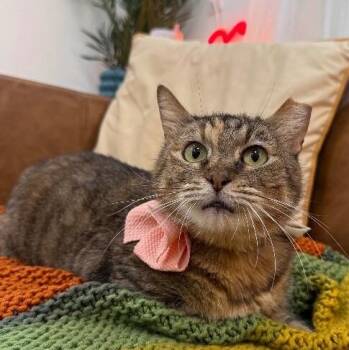 Honey Bun -  Tabby and Domestic Short Hair Cat for Adoption in Friendswood, Texas - Honey Bun | PetCurious