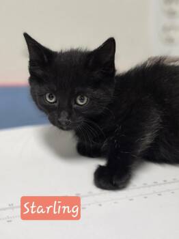 Domestic Short Hair Cats Available for Adoption in Metamora, Illinois - Starling | PetCurious