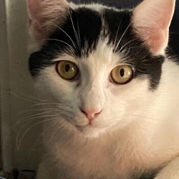 Rescue Domestic Short Hair Cats for Adoption in Buffalo, New York - Penguin | PetCurious