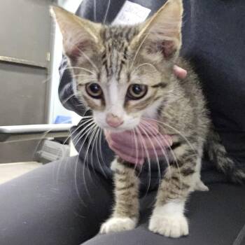 Otis -  Domestic Short Hair Cat for Adoption in Columbia, Missouri - Otis | PetCurious