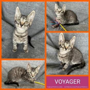 Domestic Medium Hair Cats Available for Adoption in Corpus Christi, Texas - Voyager | PetCurious