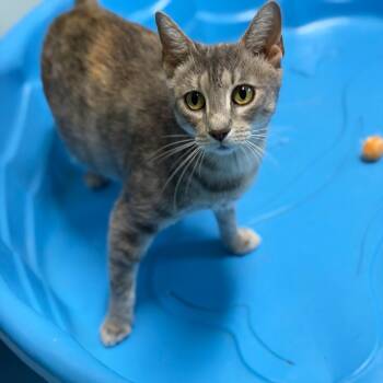 Brandywine -  Domestic Short Hair Cat for Adoption in Brownsboro, Alabama - Brandywine | PetCurious