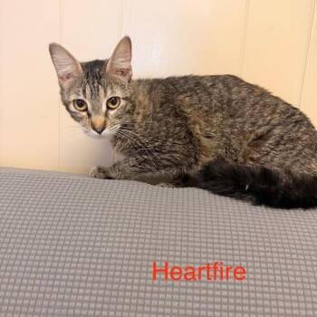 Domestic Long Hair Cats Available for Adoption in Buffalo, Minnesota - Heartfire *Meet Me At Plymouth Petsmart* | PetCurious