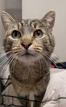 Rescue Domestic Short Hair Cats for Adoption in Champaign, Illinois - Bob | PetCurious