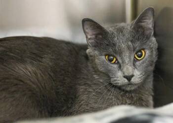 Domestic Short Hair Cats Available for Adoption - MERCURY | PetCurious