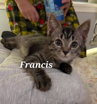 Francis -  Domestic Short Hair Cat for Adoption in Vancouver, British Columbia - Francis | PetCurious