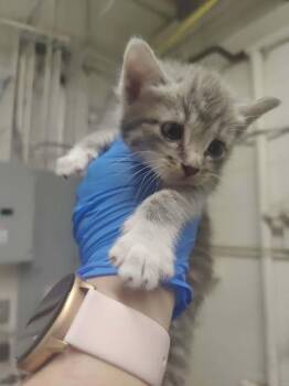 Domestic Short Hair Cats Available for Adoption in Fruit Heights, Utah - Kaya | PetCurious