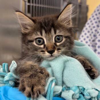 Choco -  Domestic Short Hair Cat for Adoption in West Palm Beach, Florida - Choco | PetCurious