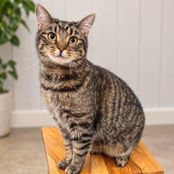 Peter -  Domestic Short Hair Cat for Adoption - Peter | PetCurious