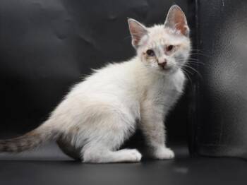 Everest -  Siamese Cat for Adoption in Portland, Oregon - Everest | PetCurious