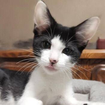 Lilo -  Domestic Short Hair Cat for Adoption in Brownsboro, Alabama - Lilo | PetCurious